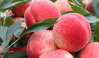 水蜜桃秘密基地 水蜜桃秘密基地